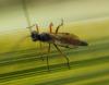 Campopleginae inconnu